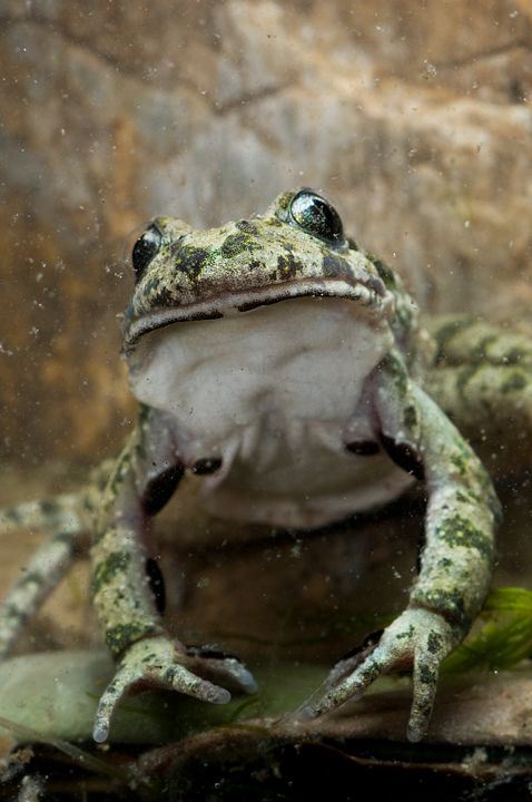 Pelodytes punctatus, Pelodite punteggiato, Common Parsley Frog, Sapillo moteado común